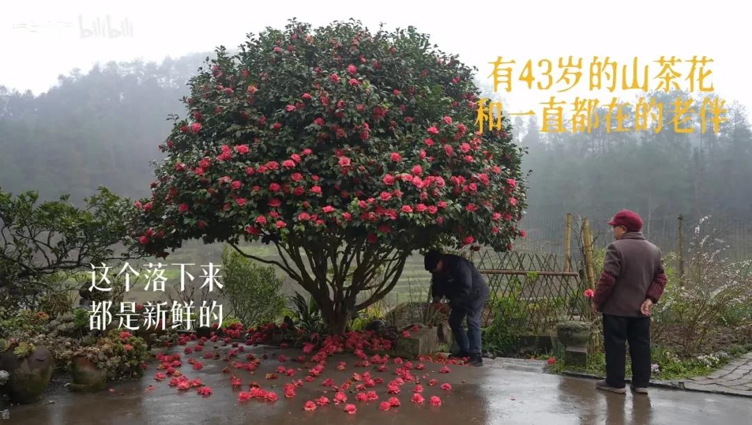一位農民爺爺的意外走紅:人生最好的活法,就這4個字