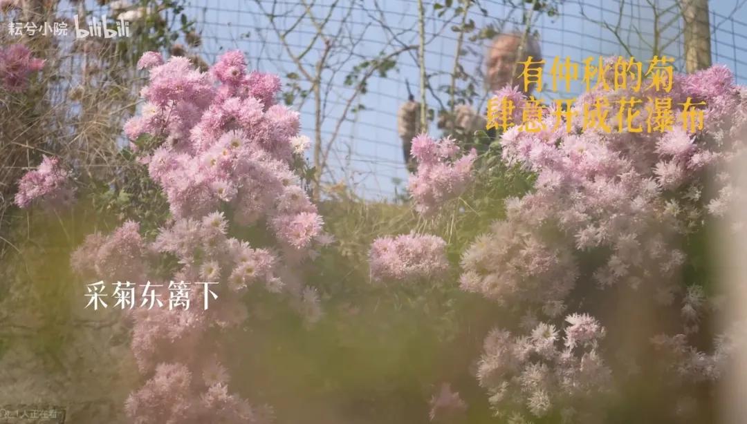 一位農民爺爺的意外走紅:人生最好的活法,就這4個字
